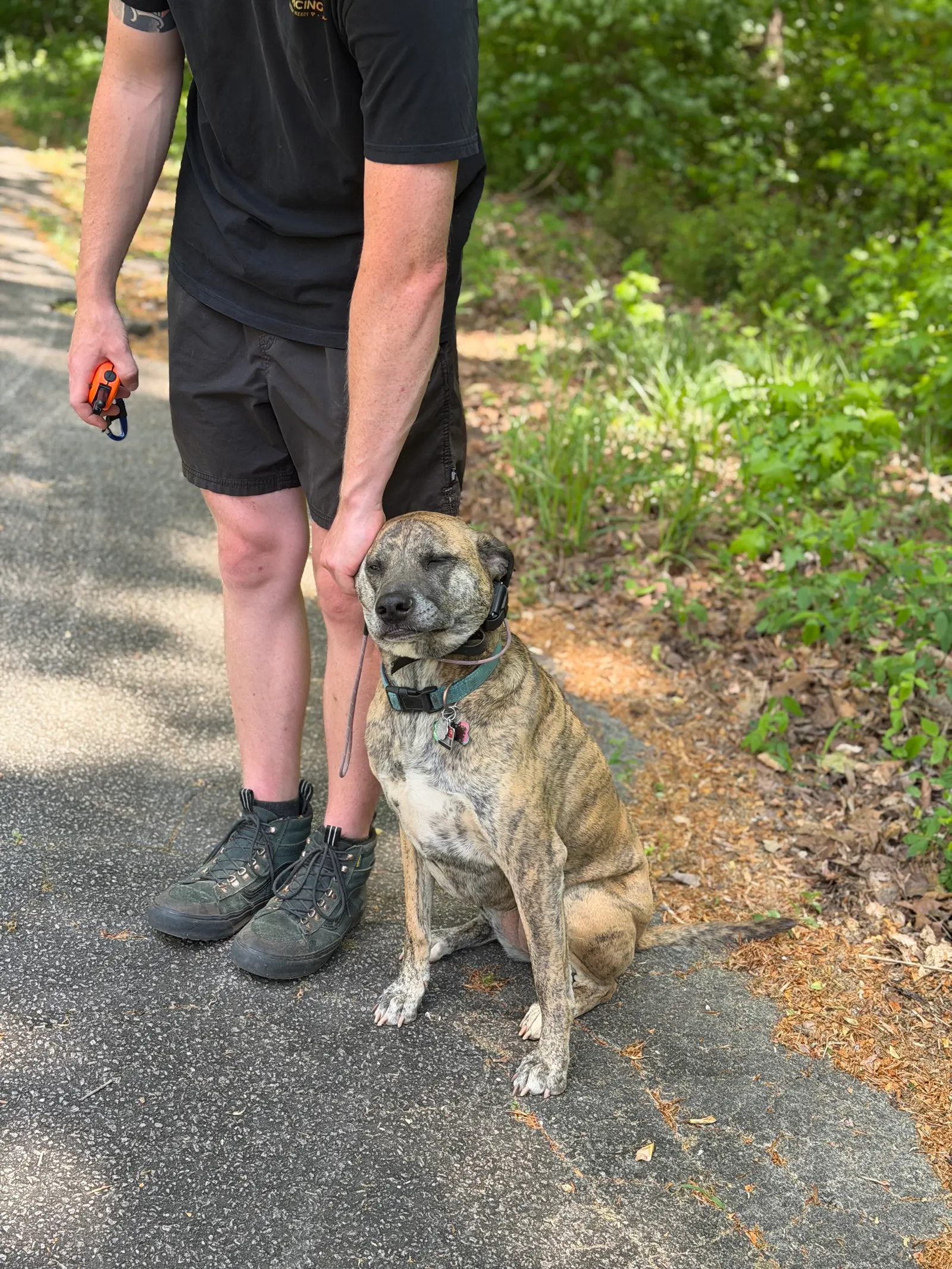 Pet sitting and in-home animal care 2